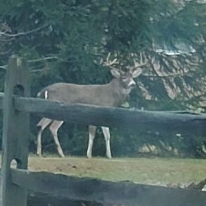 Meet your Posher, Laurie